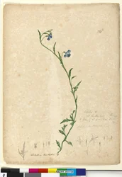Page 130. Lobelia hostataLobelia gracilis