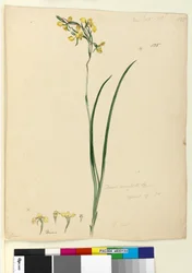 Page 135. Diuris maculata