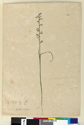 Page 138. Prasophyllum patens