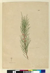 Page 141. Casuarina stricta Allocasuarina verticillata