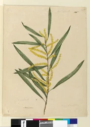 Page 145. Acacia longifolia