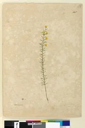 Page 148. Acacia aciculares, c.1803-06