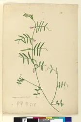 Page 150. Lathyrus