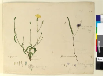 Page 157. Hardenbergia monophylla Hardenbergia violacea; 158. Hypochaeris
