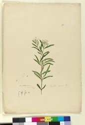 Page 15. Grevillea sericea, c.1803-06