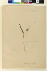 Page 166. Kennedia monophylla Hardenbergia violacea