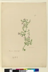 Page 167. Fumaria naturalized