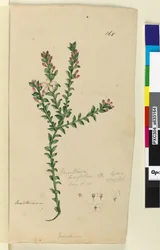 Page 168. Eriostemon buxifolium