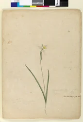 Page 170. Diplarrhena moraea, c.1803-06