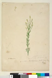 Page 17. Symphionema paludosum, c.1803-06