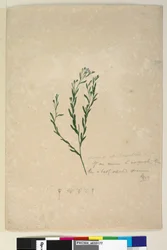Page 182. Linum sp allié à augustifolium