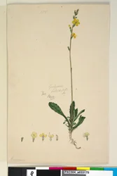 Page 185. Goodenia bellidifolia