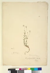 Page 18. Mitrasacme polymorpha, c.1803-06