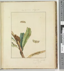 Page 19. Pl.5 Cryptophasa Strigata