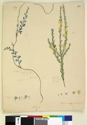 Page 209. Comesperma volubile; 210. Hibbertia fasciculata
