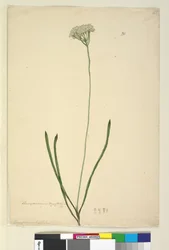 Page 20. Conospermum longifolium, c.1803-06