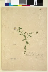 Page 220. Brachycome multifida