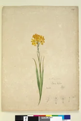 Page 232. Ixia lutea