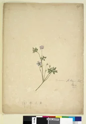 Page 237. Geranium pilosum