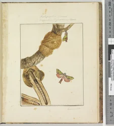 Page 23. Pl.6 Xylopsyche Lewinni Hepialus Ligniveren Lewin