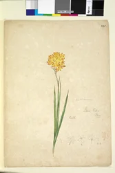 Page 241. Ixia lutea