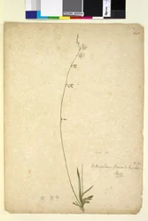 Page 246. Arthropodium paniculatum