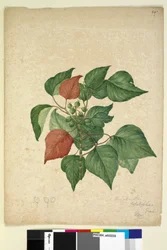 Page 247. Homolanthus populifolius Omalanthus populifolius, c.1803-06