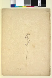 Page 250. Plante non identifiée