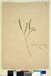 Page 260. Leucopogon margarodes