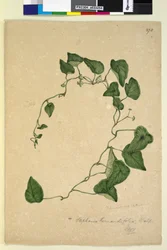 Page 270. Stephania hernandiaefolia