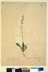 Page 271. Goodenia bellidifolia