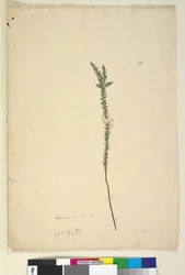 Page 28. Epacris sparsa