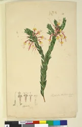 Page 33. Styphelia triflora