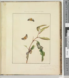Page 35. Pl.9 Bombyx Vulnerans Lewin