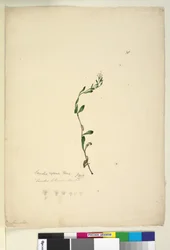 Page 38. Samolus repens
