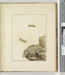 Page 39. Planche 10 Lithosa Replana, 1803-04
