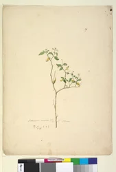Page 39. Solanum nigrum