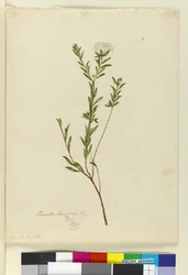 Page 3. Pimelea linifolia, c.1803-06