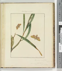 Page 43. Pl.11 Bombyx Nasuta