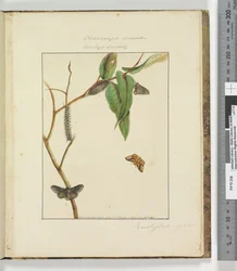 Page 47. Pl.12 Clisiocampa Lewinae Bombyx Lewinae