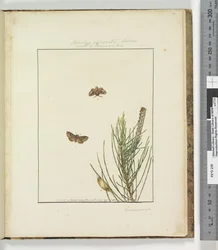Page 51. Planche 13 Bombyx Exposita Lewin allié à..., 1803-04