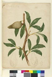 Page 5. Xylomelum pyriforme, c.1803-06