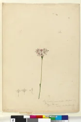 Page 63. Burchardia umbellata