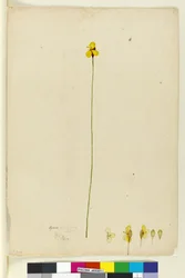 Page 6. Xyris operculata, c.1803-06