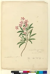 Page 77. Ceratopetalum gummiferum