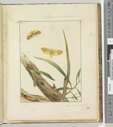 Page 7. Pl.2 Cryptophasa Rebescens Lewin