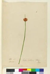 Page 7. Scirpus nodosus, c.1803-06