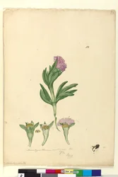 Page 82. Mesembryanthemum aequilaterale