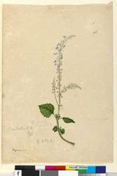 Page 96. Plectranthus australis