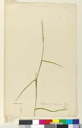 Page 9. Lepturus cylindricus, c.1803-06